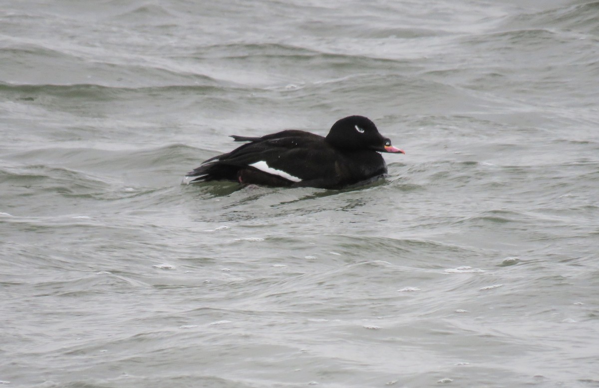 White-winged Scoter - ML612975873