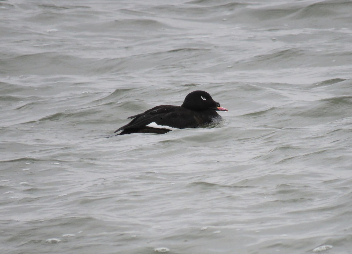 White-winged Scoter - ML612975874