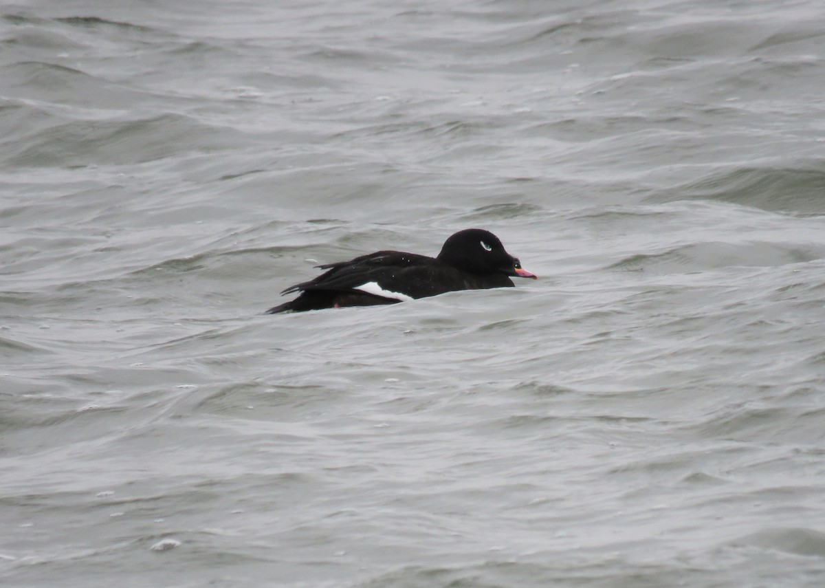 White-winged Scoter - ML612975875