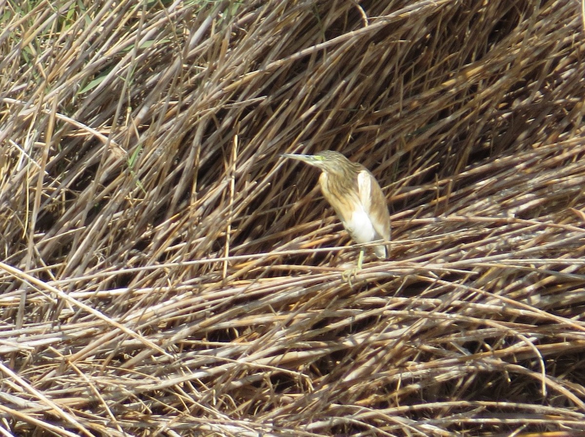 Squacco Heron - ML612975894