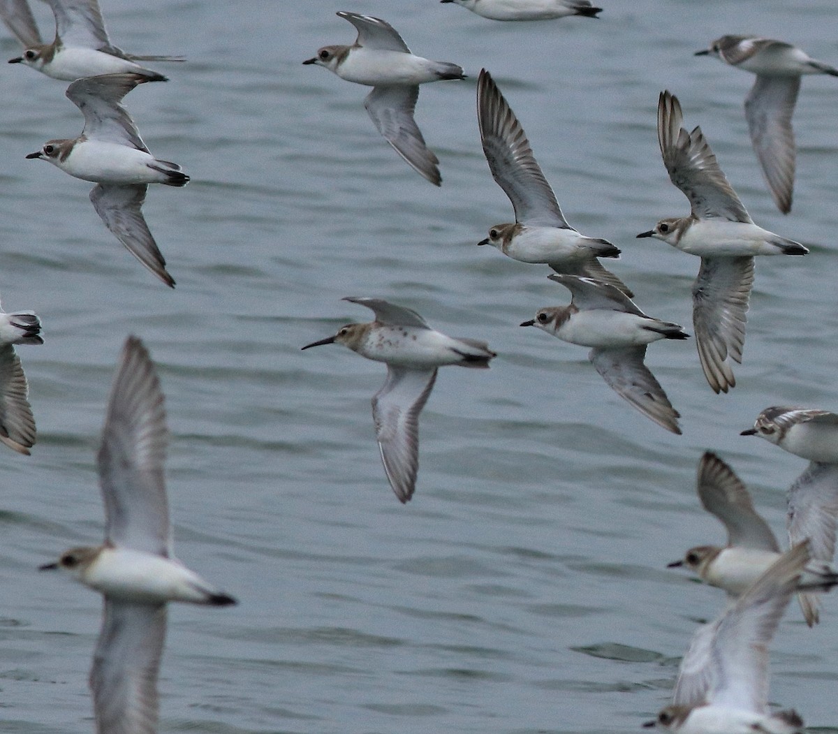 Dunlin - ML612975944