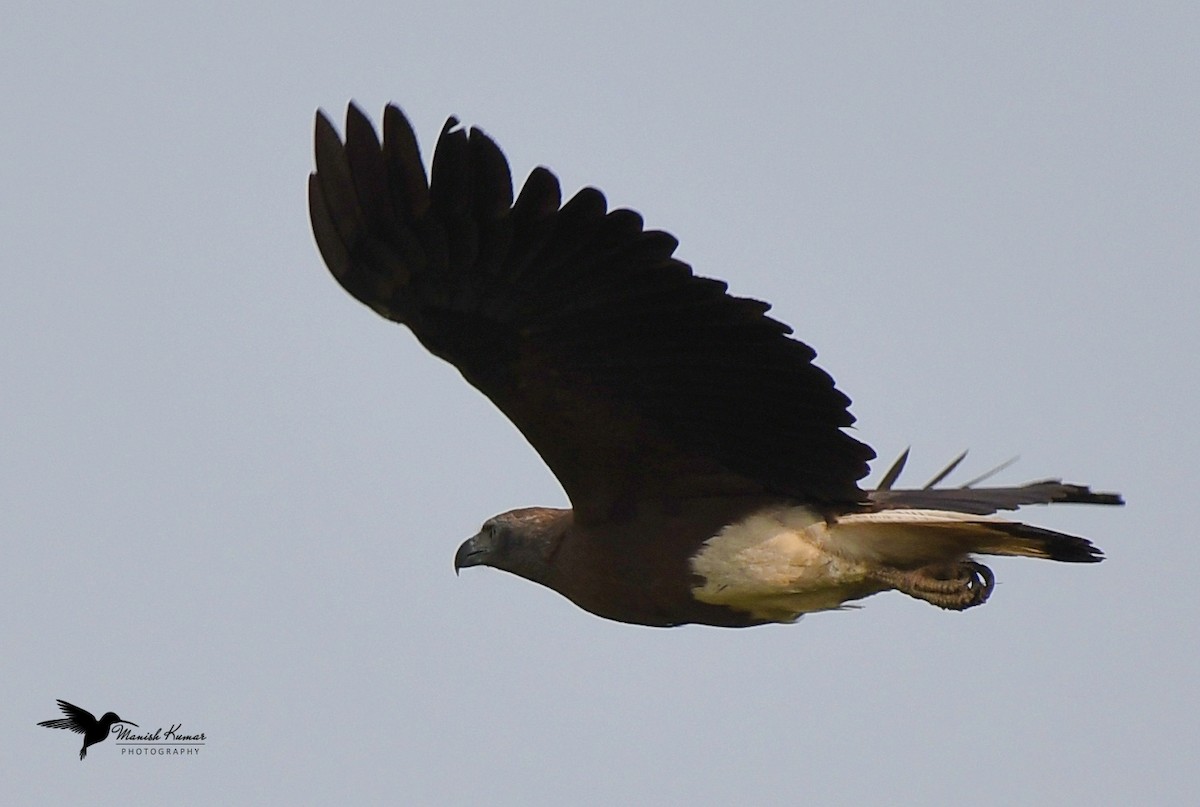 Gray-headed Fish-Eagle - Manish Kumar