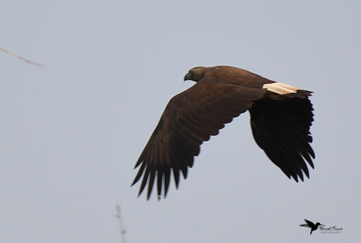 Gray-headed Fish-Eagle - ML612975989