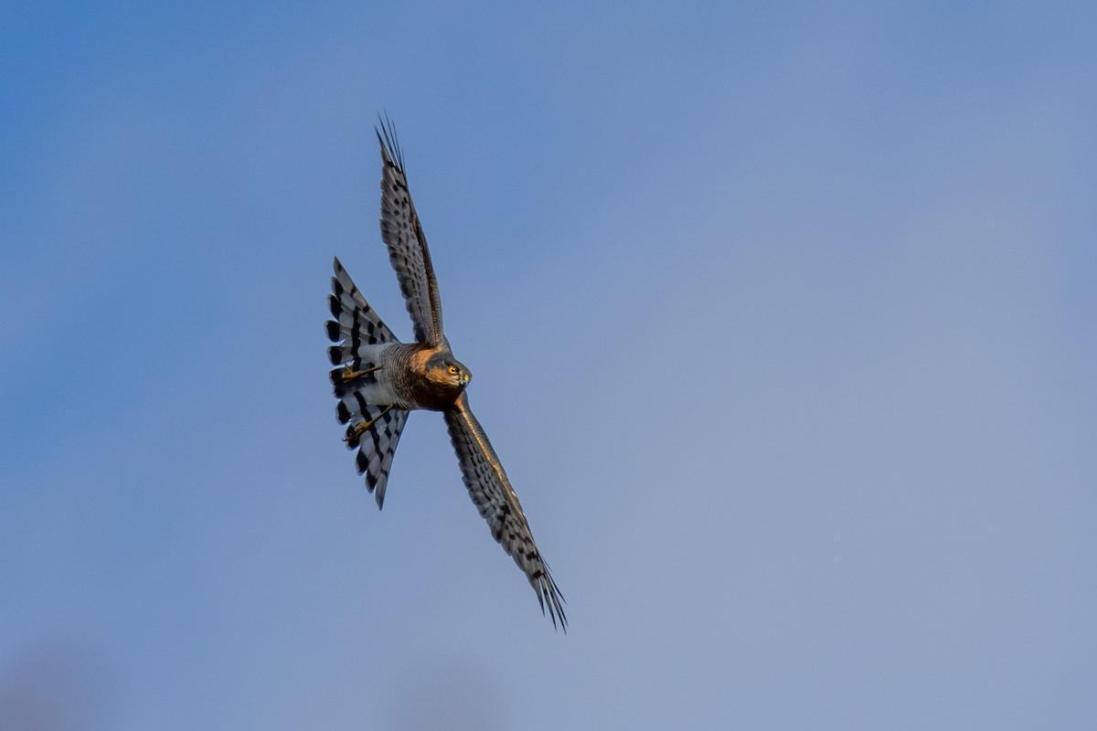 Eurasian Sparrowhawk - ML612976014