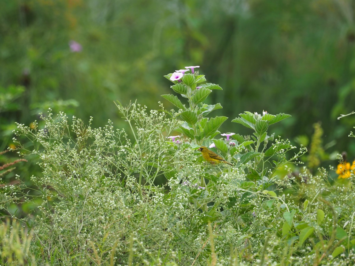 Serin du Koli - ML612976027