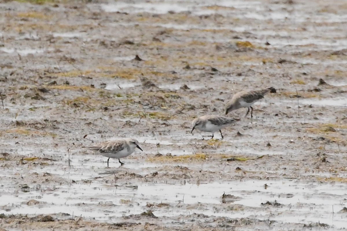 Red-necked Stint - ML612976041