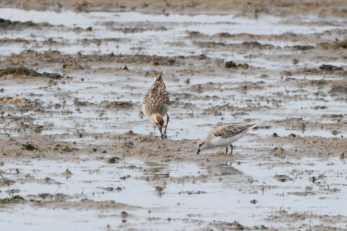 Red-necked Stint - ML612976043