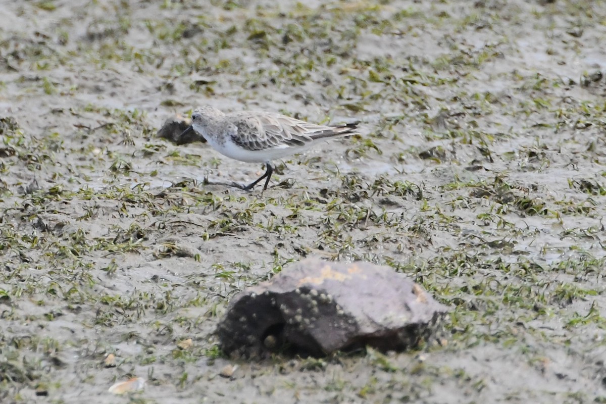 Red-necked Stint - ML612976055