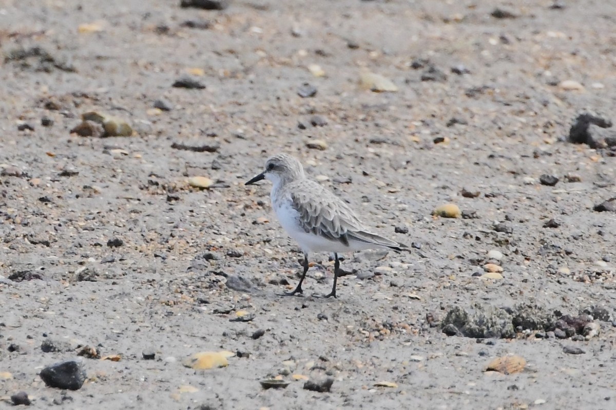 Red-necked Stint - ML612976072