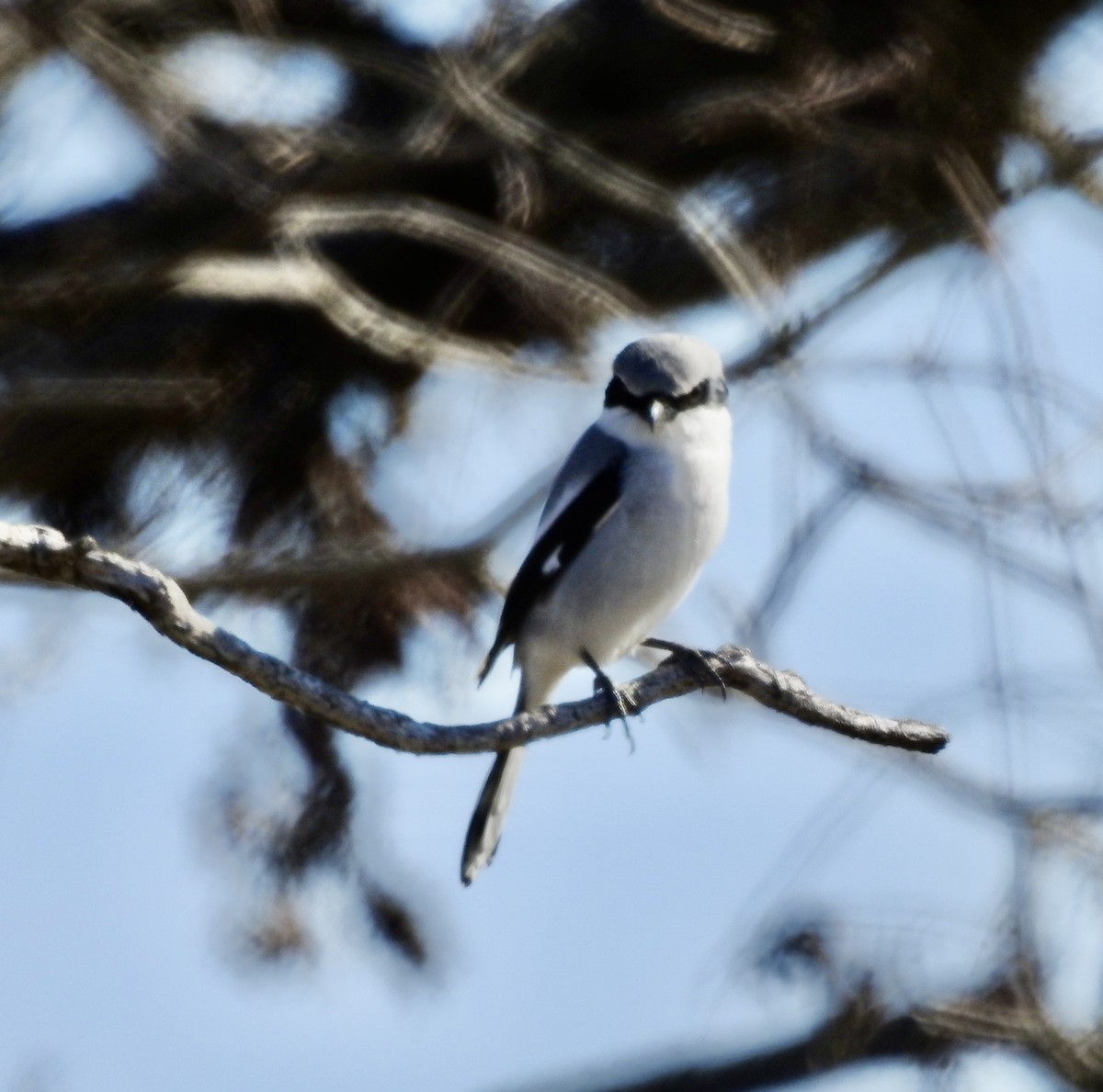 Pie-grièche migratrice - ML612976080