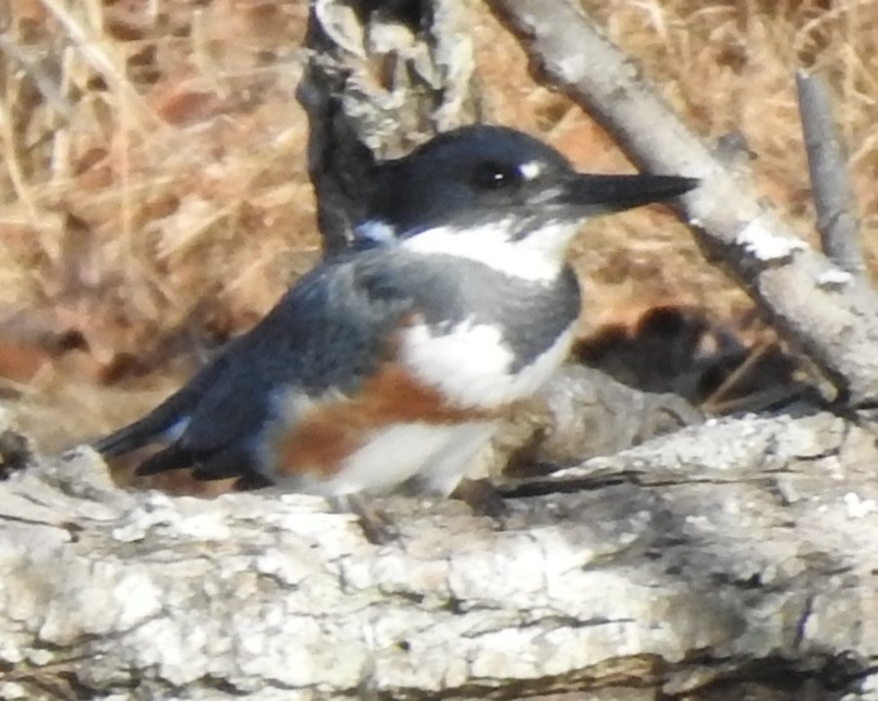Martin-pêcheur d'Amérique - ML612976103