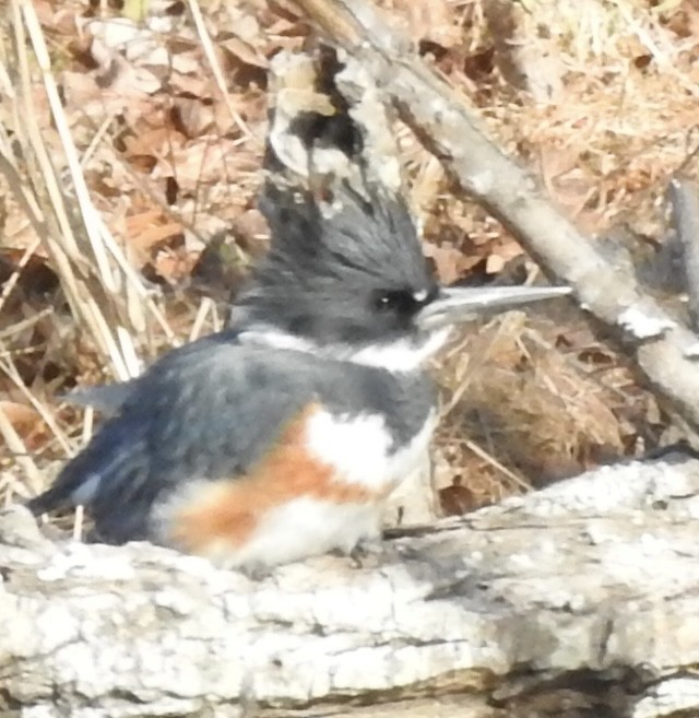 Martin-pêcheur d'Amérique - ML612976104