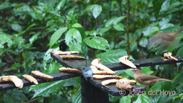 Ortalide à tête grise - ML612976117