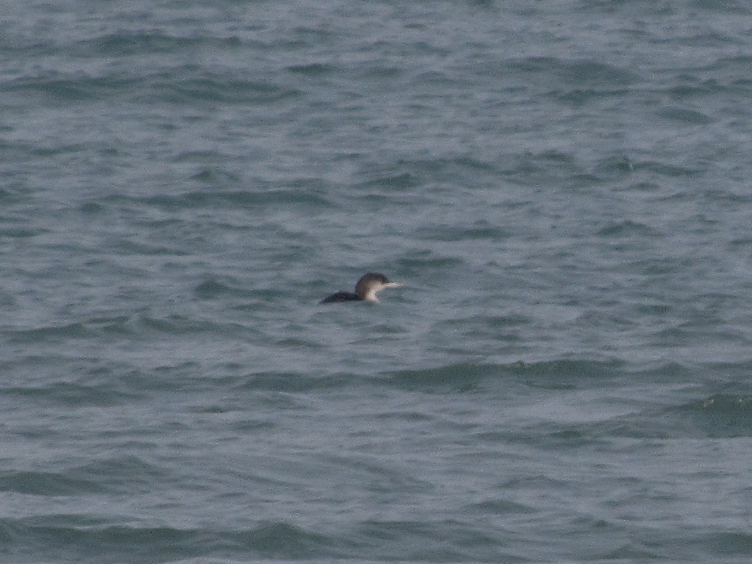 Common Loon - Pietro Melandri