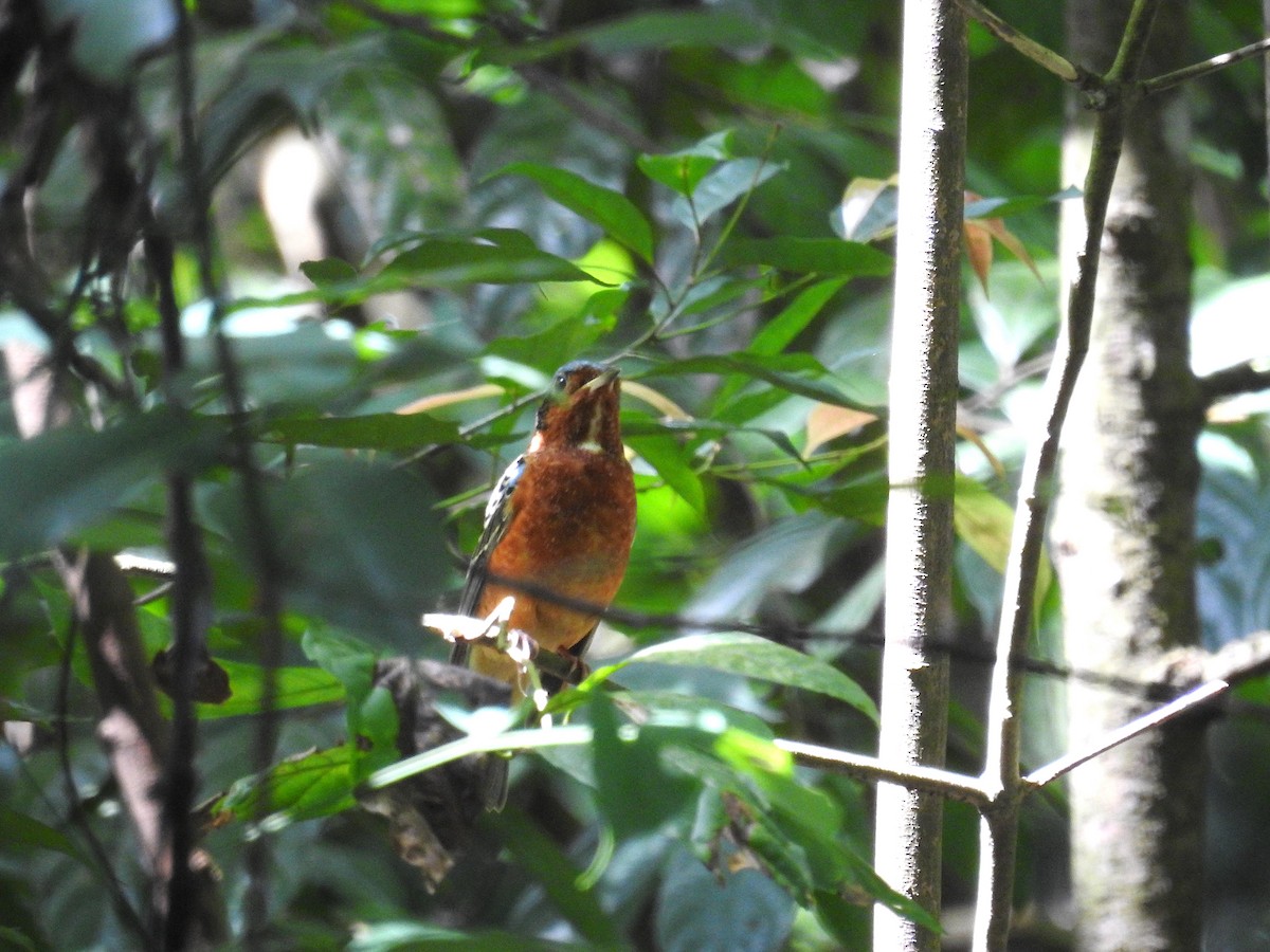 White-throated Rock-Thrush - Oliver Tan