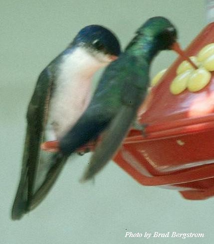 Violet-crowned Hummingbird - Brad Bergstrom