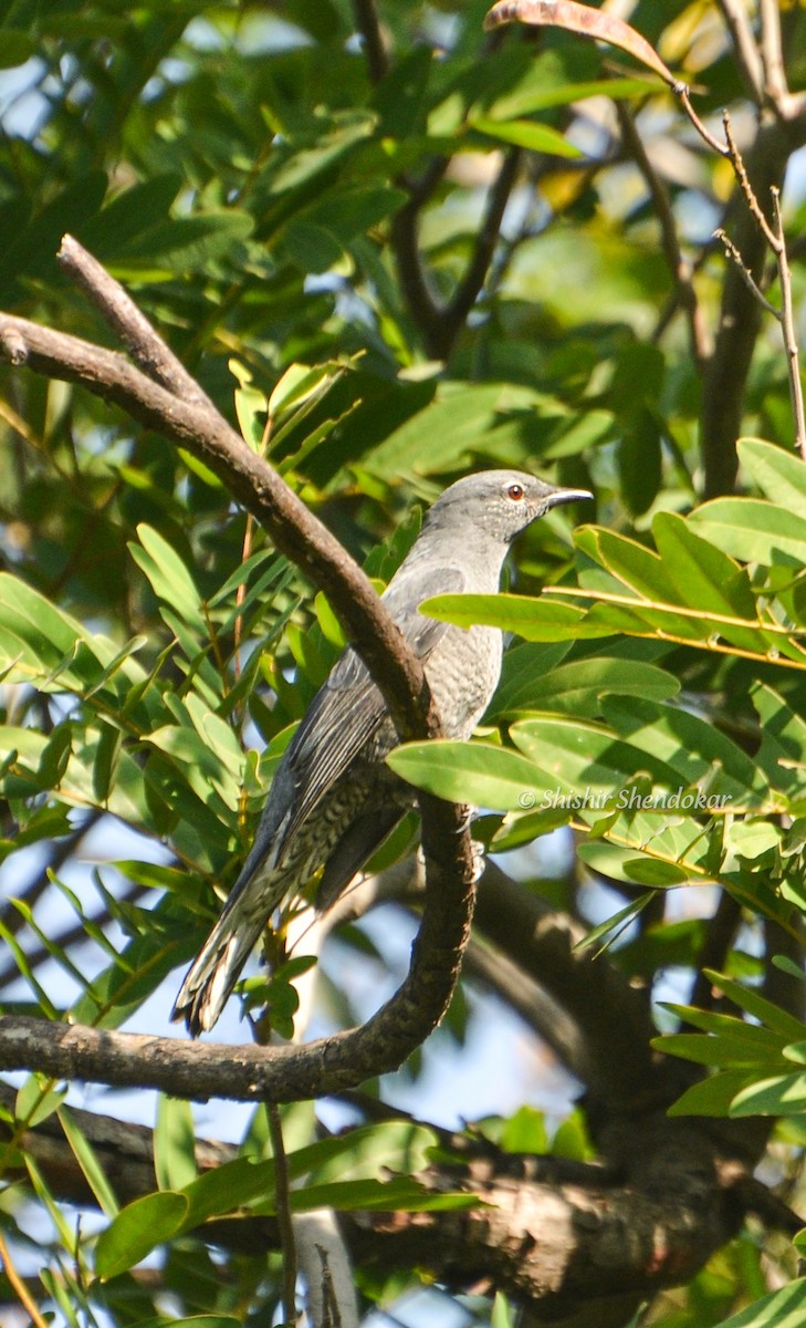 Black-winged Cuckooshrike - ML612976221