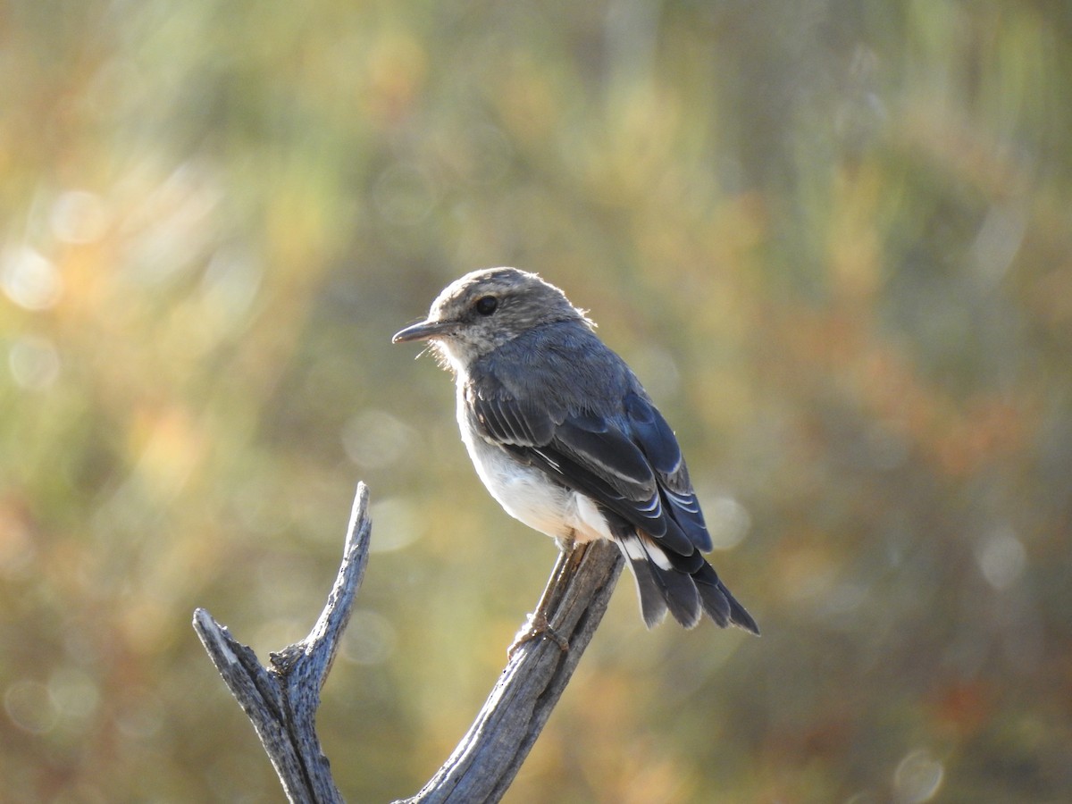 Hooded Robin - ML612976232