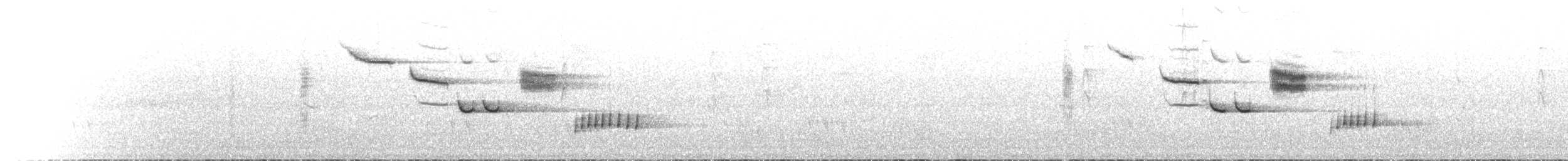 Тасманийская шипоклювка - ML612976289