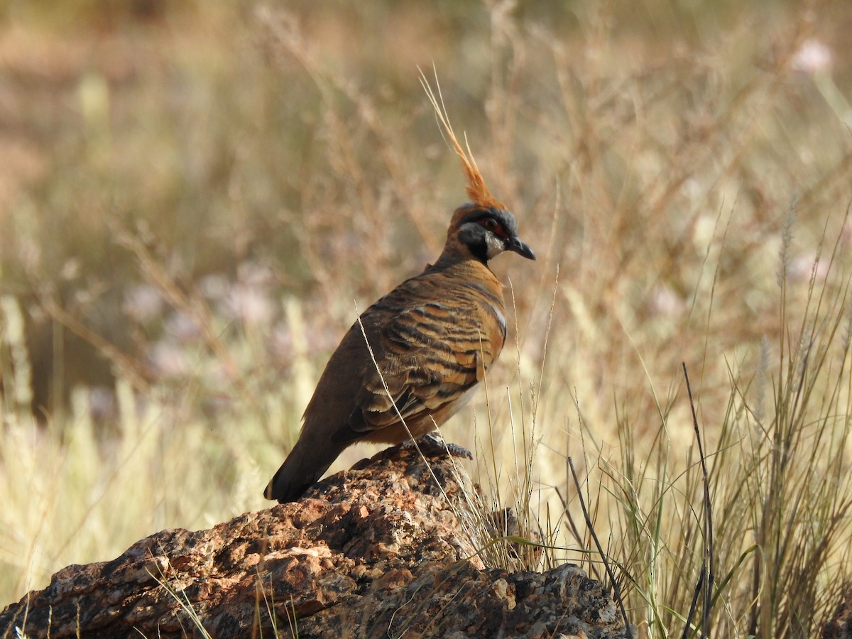 Spinifex Pigeon - Kevin Nguyen