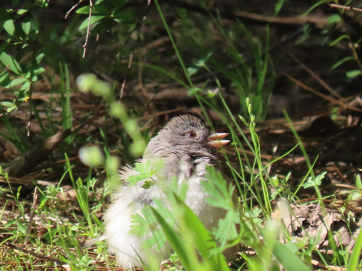 Dark-eyed Junco - ML612976405