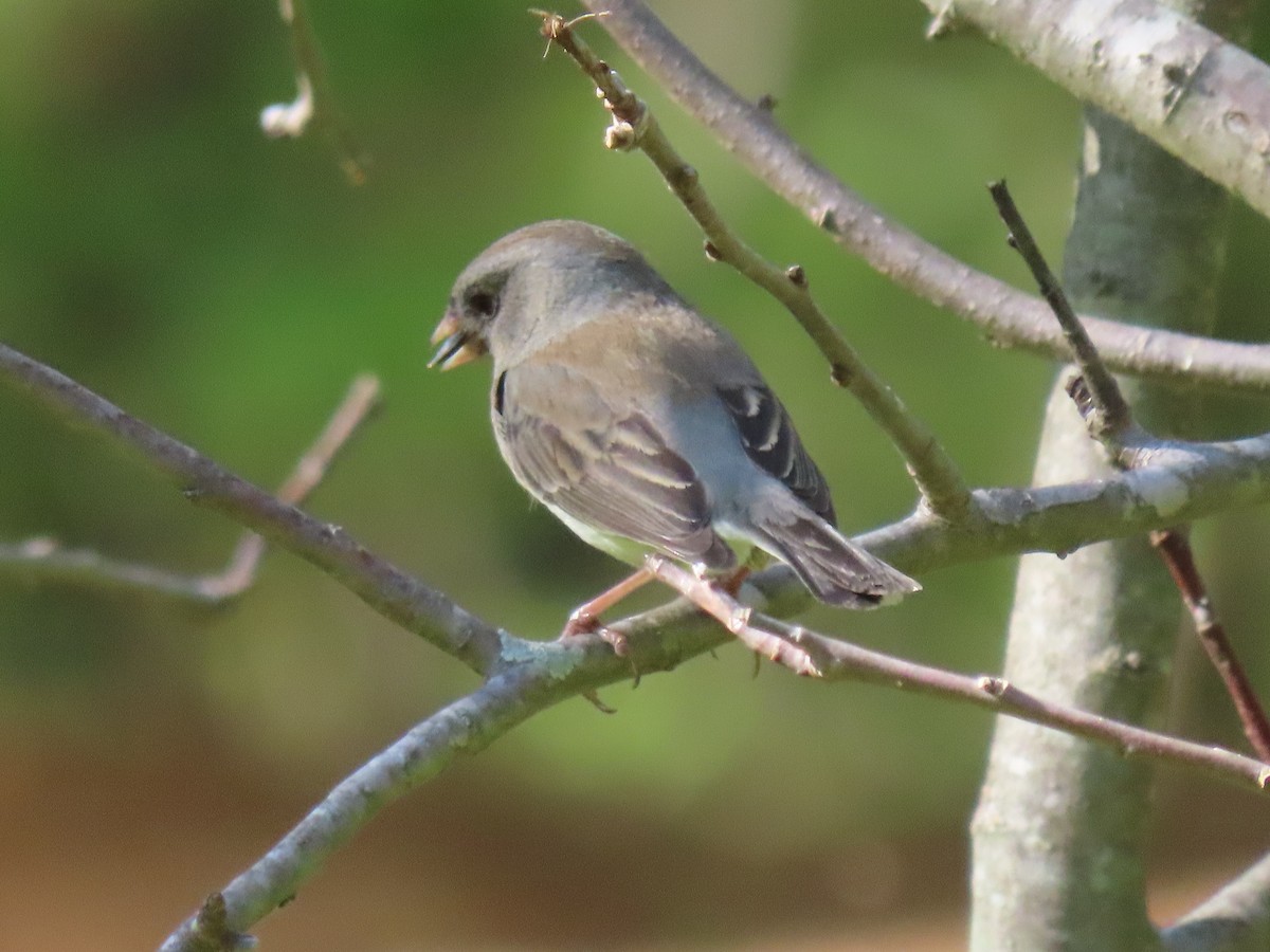 Junco ardoisé - ML612976406