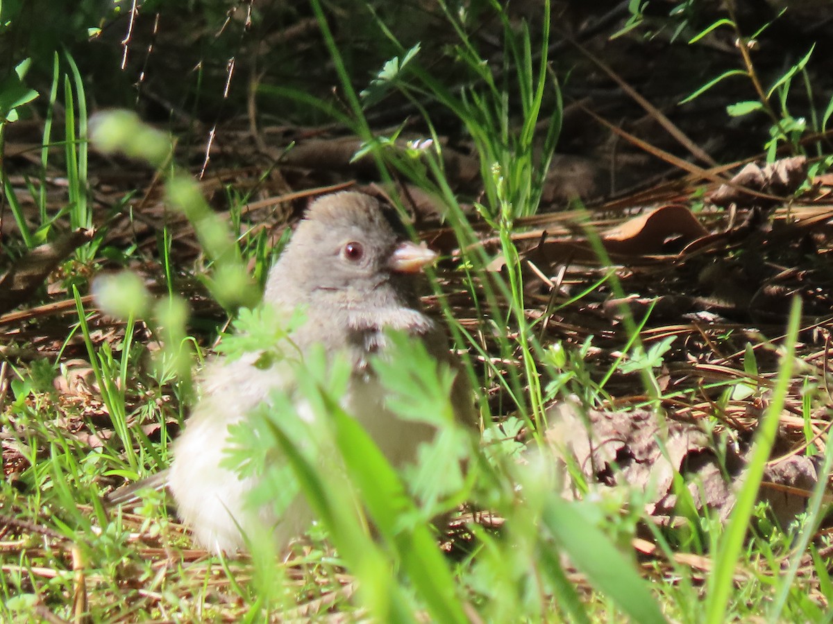 Dark-eyed Junco - ML612976407