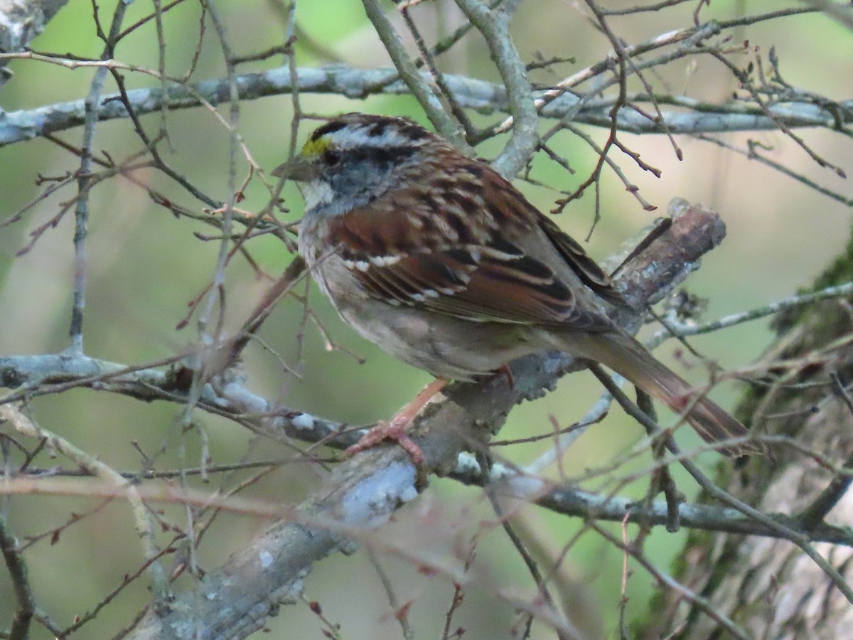 White-throated Sparrow - Laura Wilson