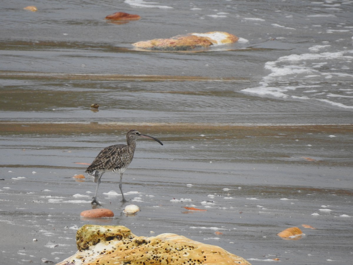 Whimbrel - Kevin Nguyen