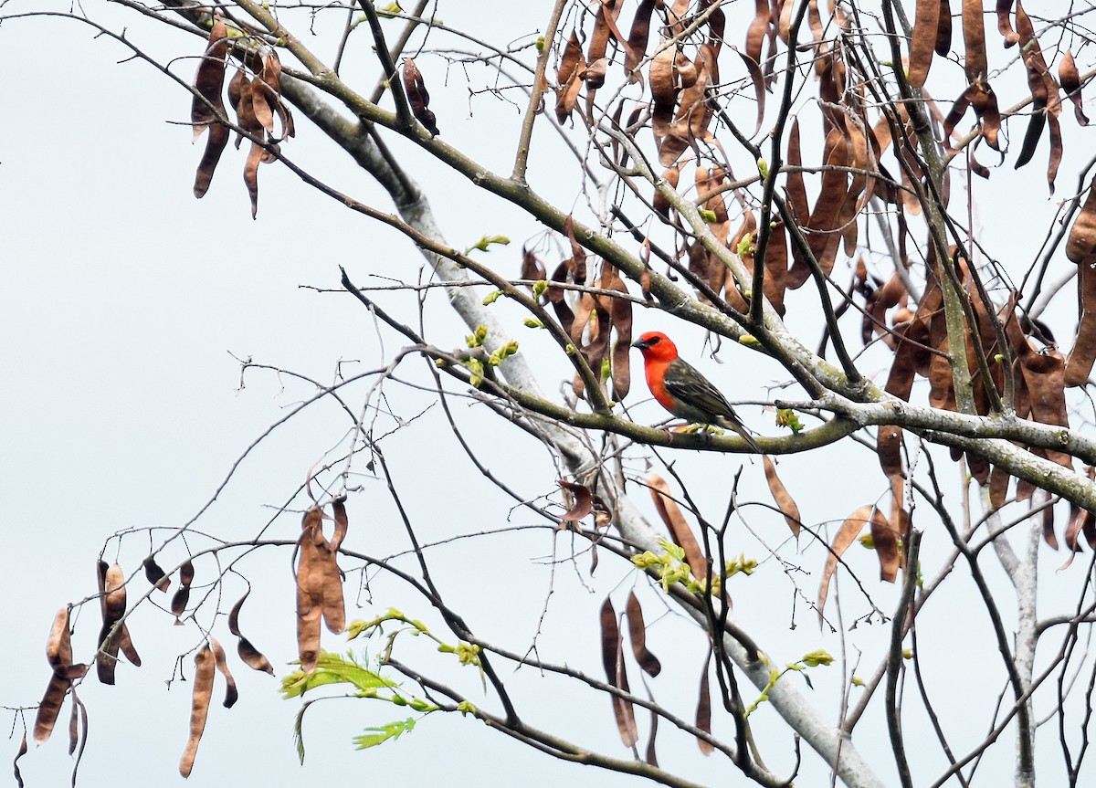 Red-headed Fody - ML612976459