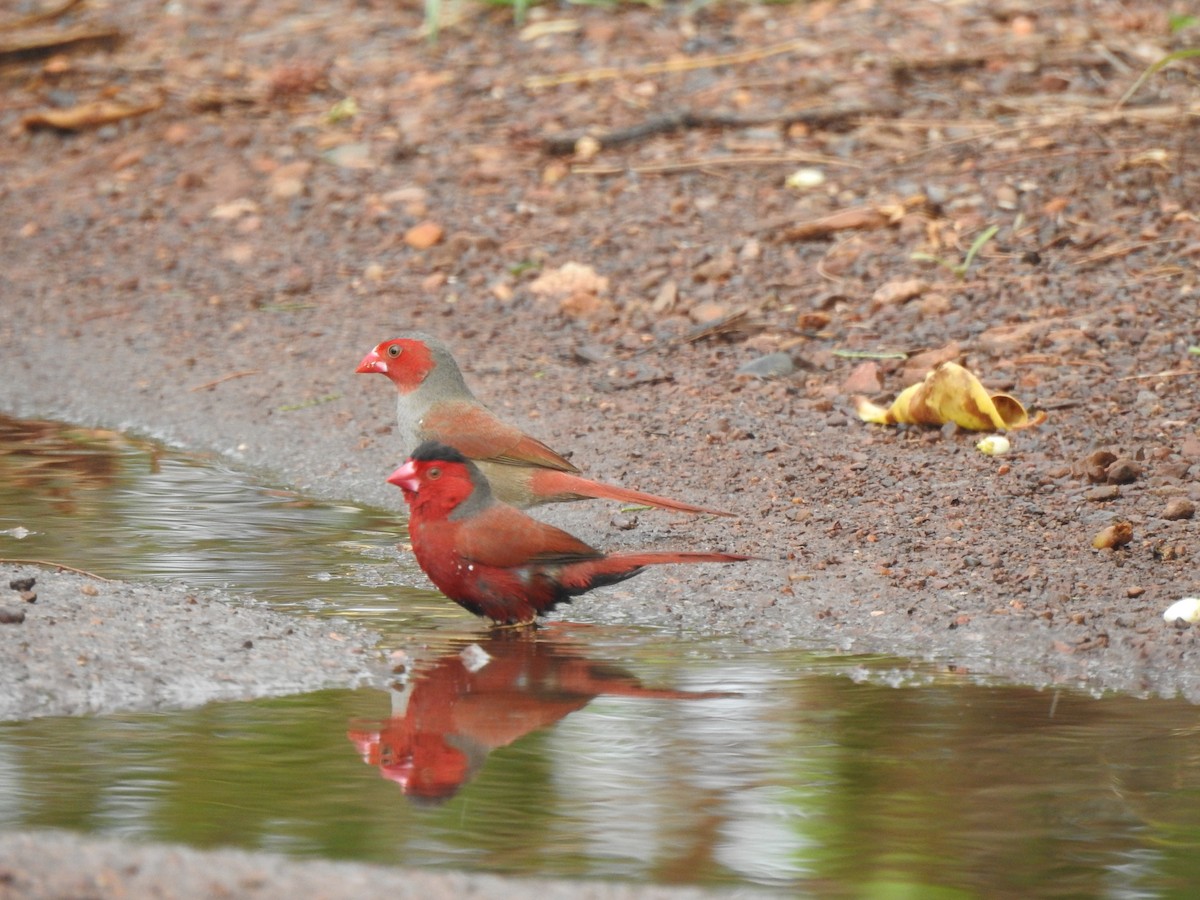 Crimson Finch - ML612976463