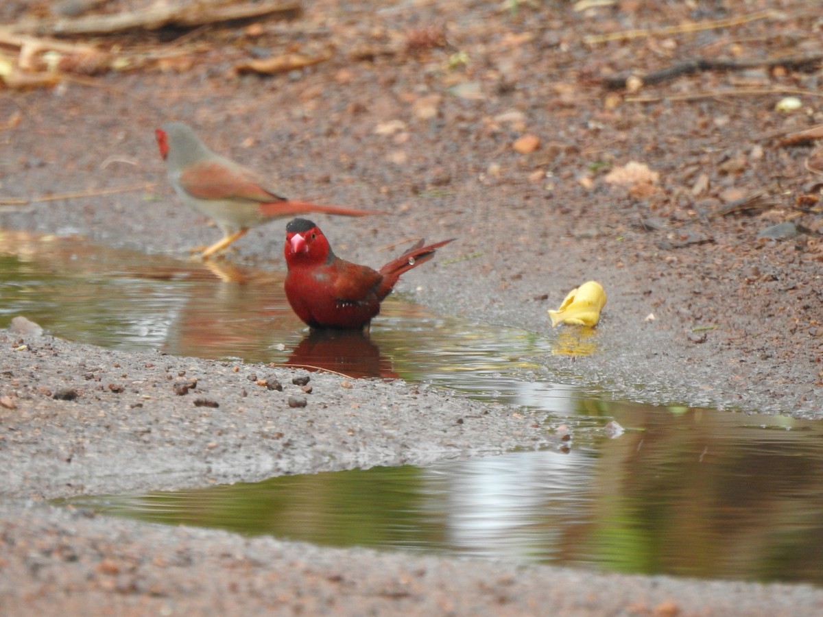 Crimson Finch - ML612976464