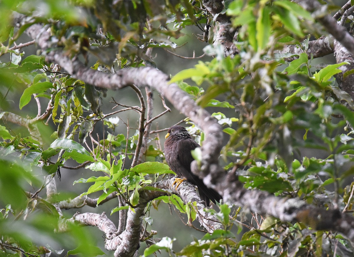 Pigeon des Comores - ML612976486