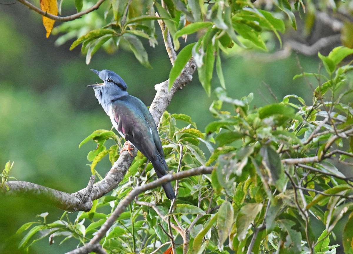 Cuckoo-roller - ML612976495