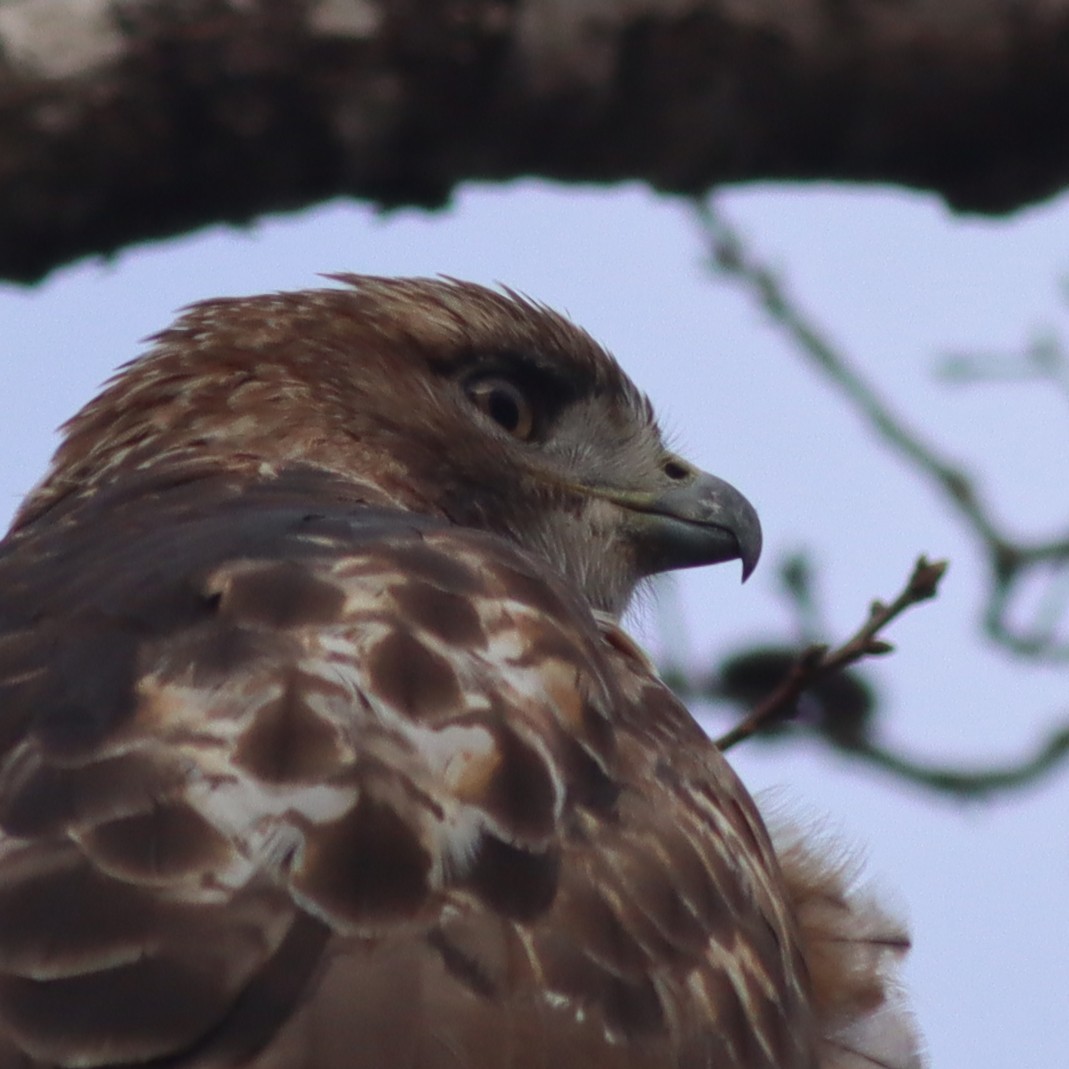 Red-tailed Hawk - ML612976522