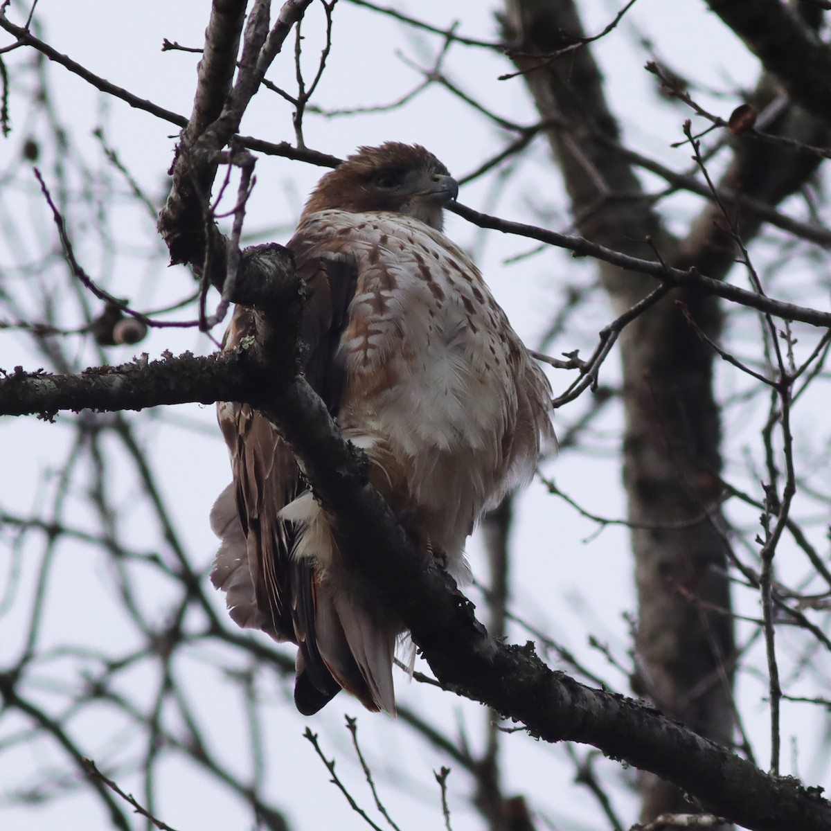 Red-tailed Hawk - ML612976524