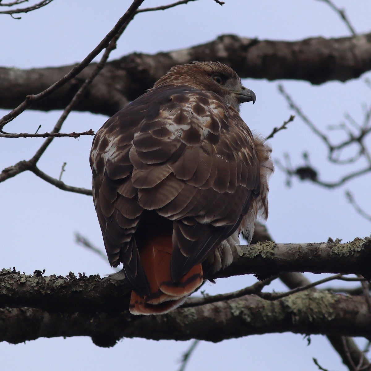 Red-tailed Hawk - Callan Bentley