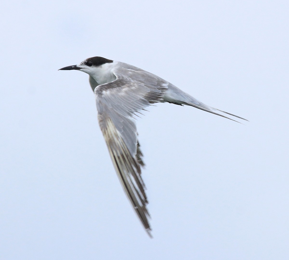 White-cheeked Tern - Afsar Nayakkan