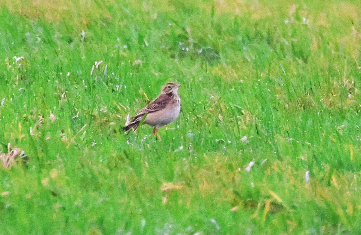 Richard's Pipit - ML612976572