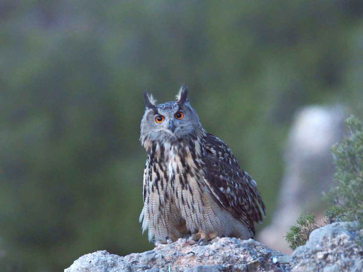 Eurasian Eagle-Owl - Pascual Monferrer Aguilella