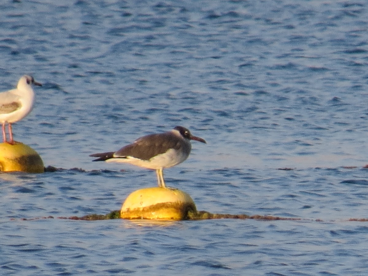 Gaviota Ojiblanca - ML612976631