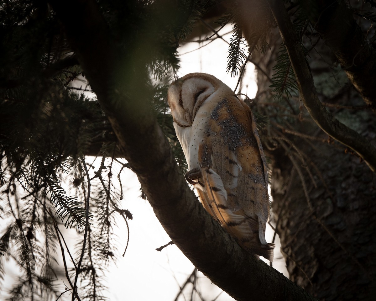 Barn Owl - ML612976706