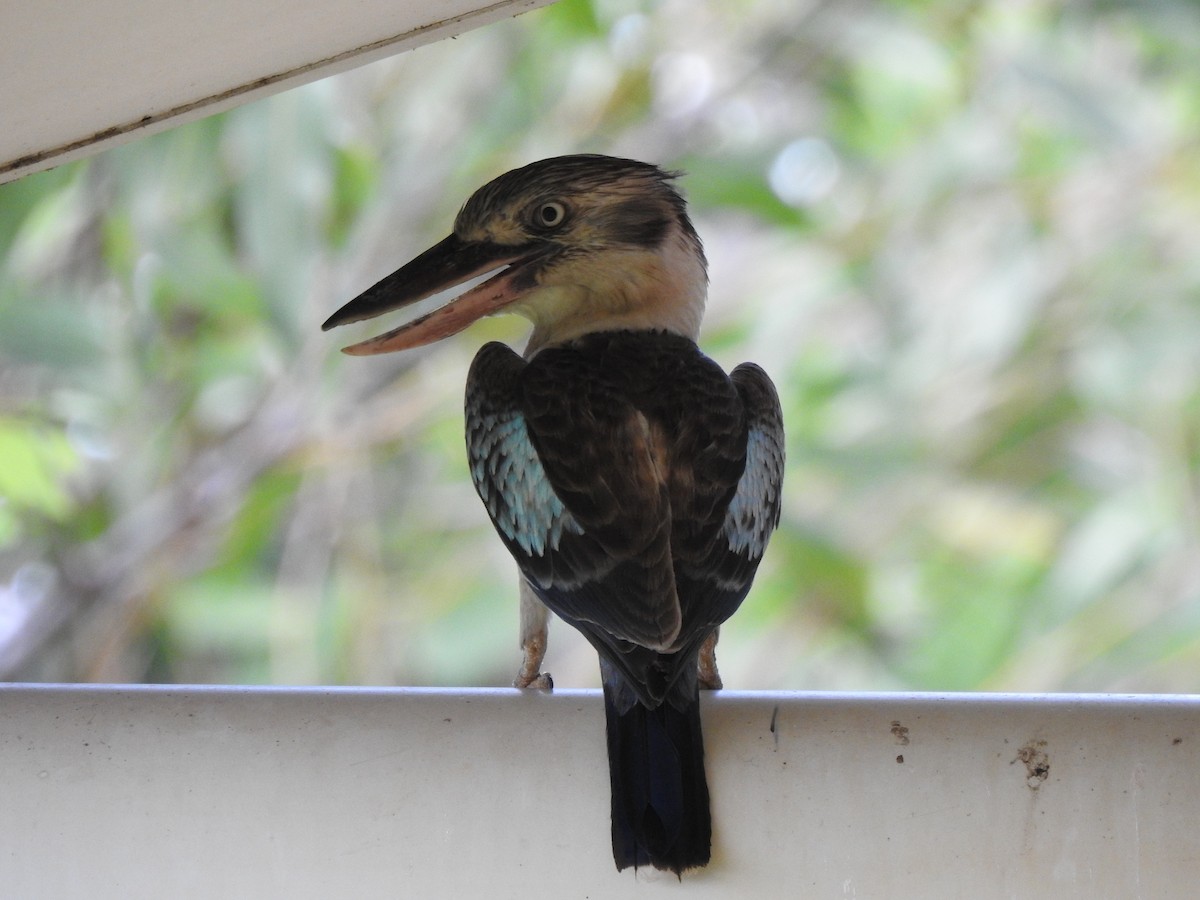 Blue-winged Kookaburra - Kevin Nguyen