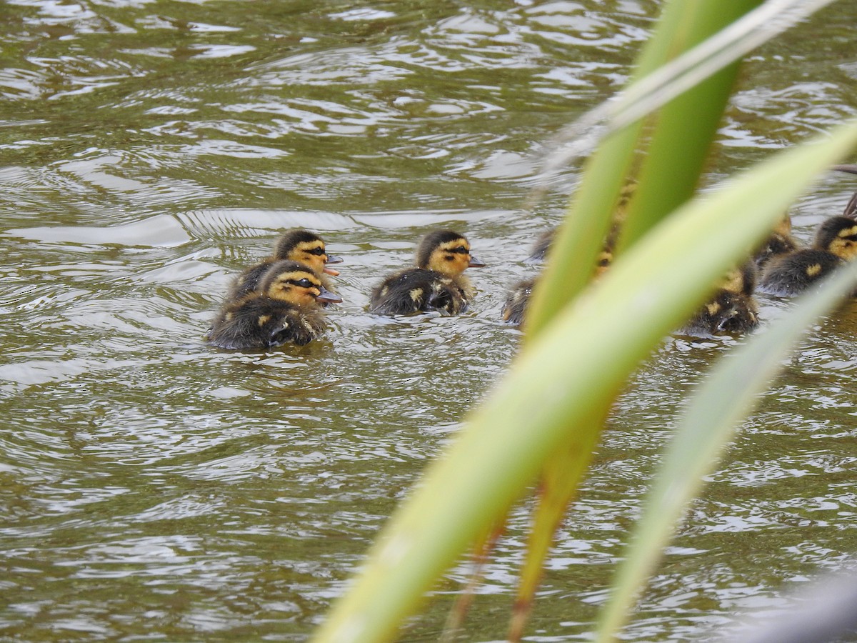 Mallard - ML612976728