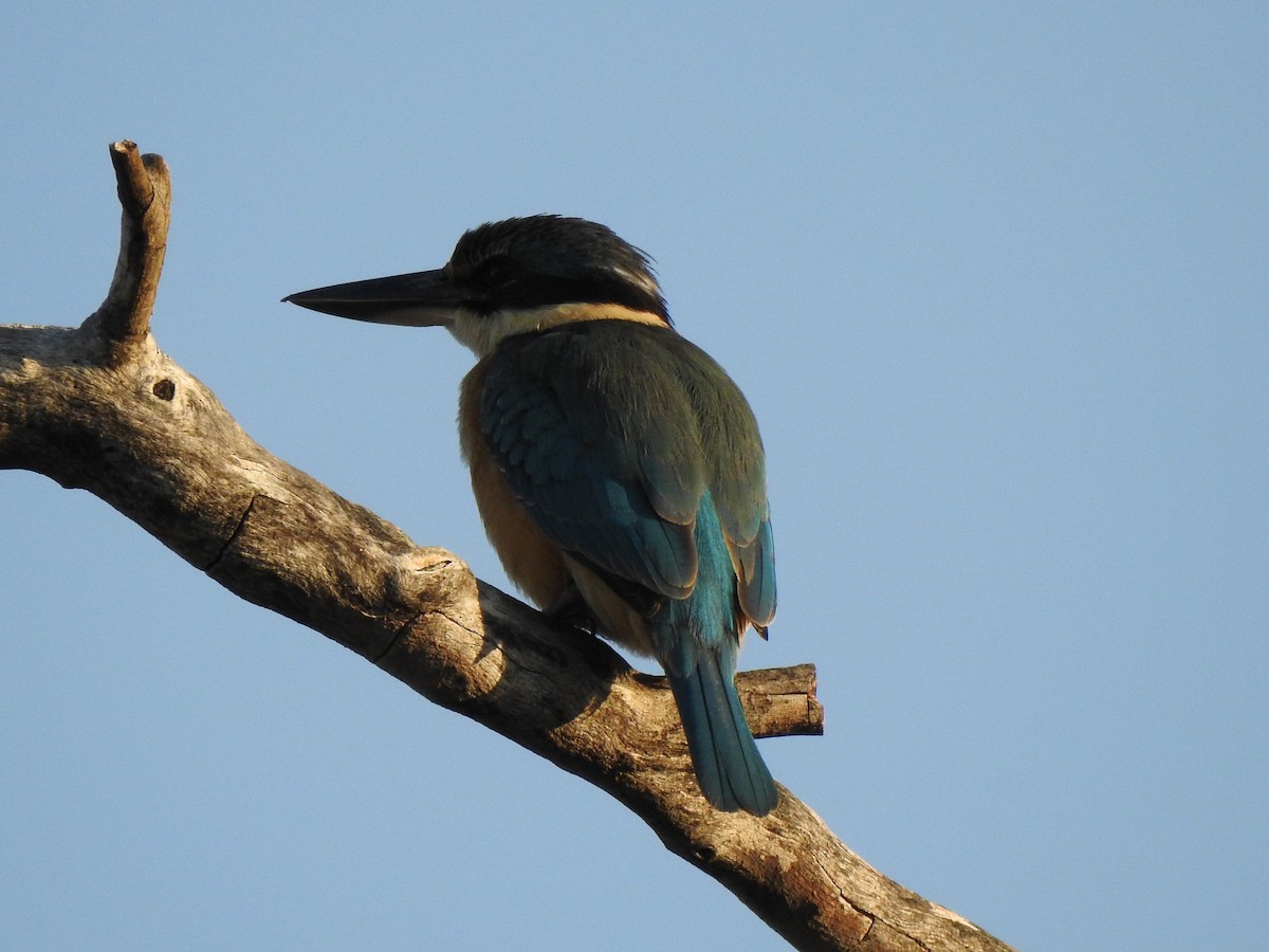 Sacred Kingfisher - ML612976760