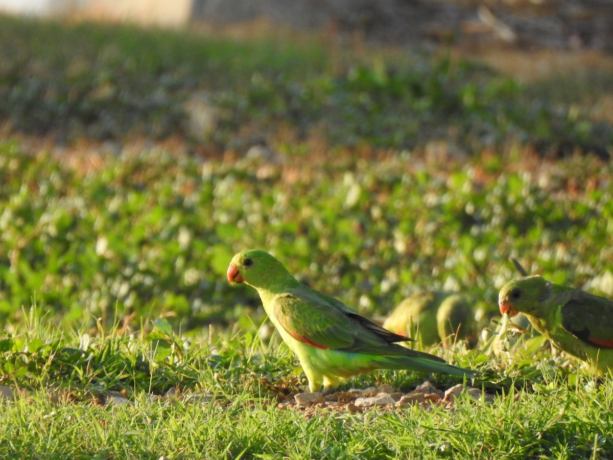 Red-winged Parrot - ML612976773