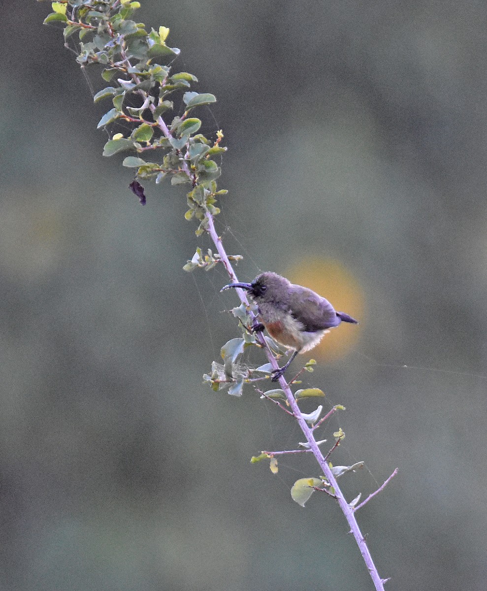 Humblot's Sunbird - ML612976784