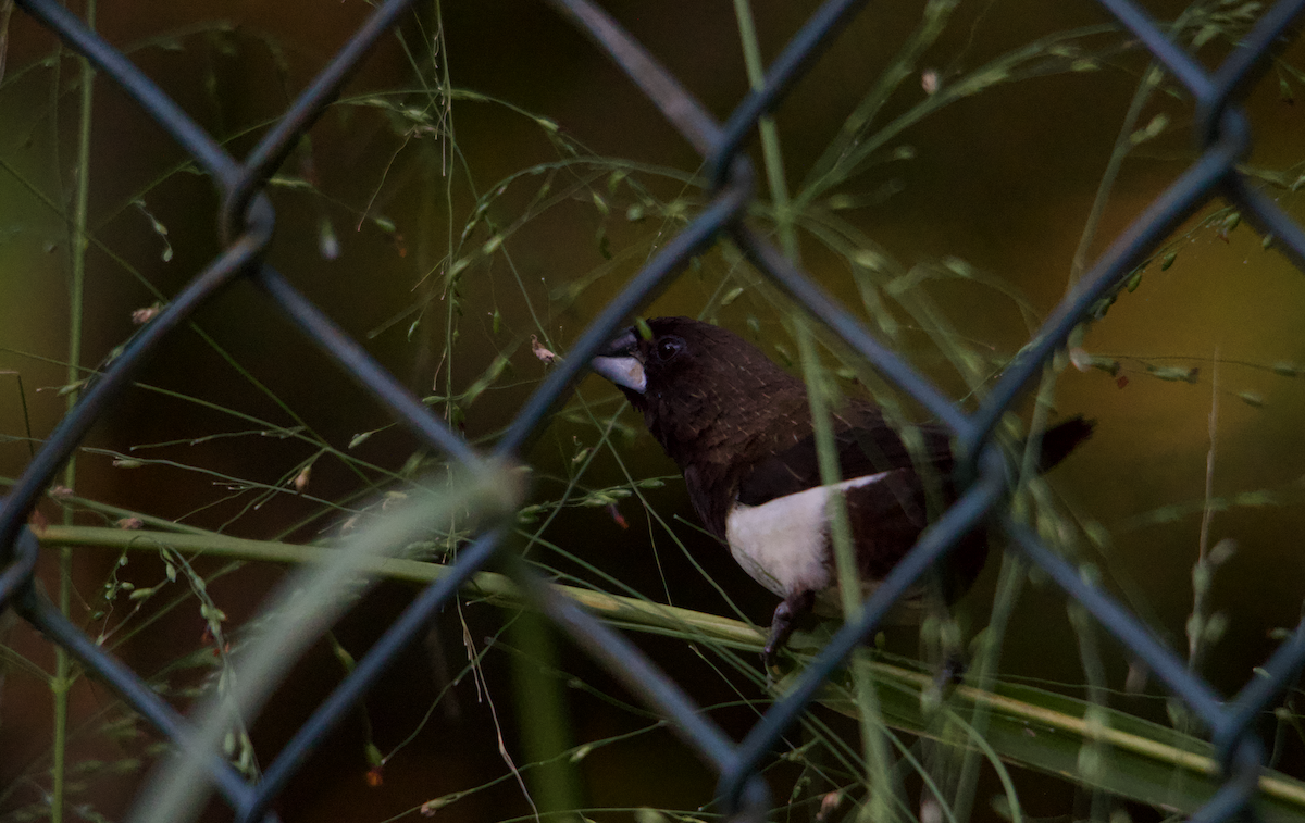 White-rumped Munia - ML612976816