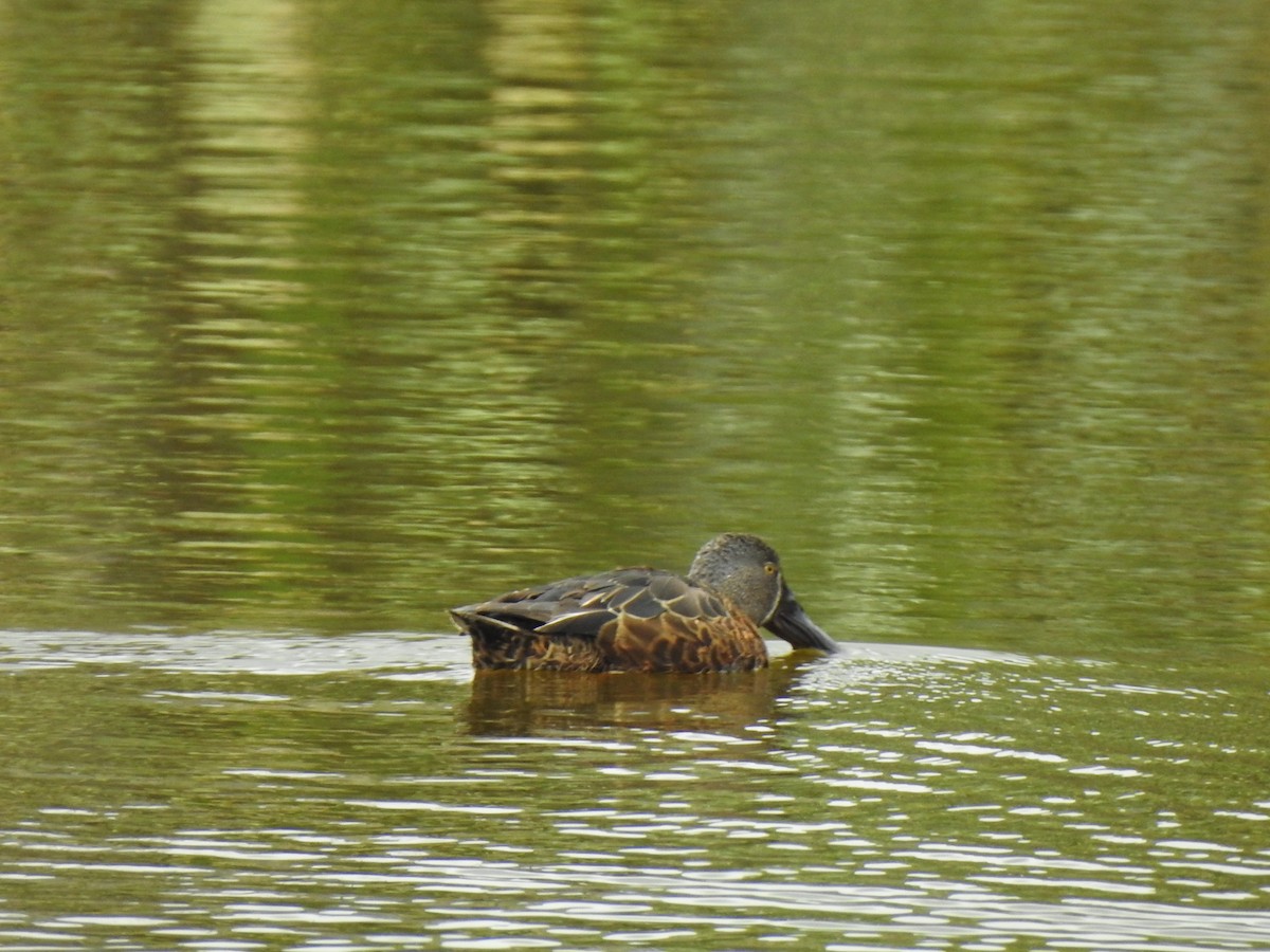 Australasian Shoveler - ML612976834