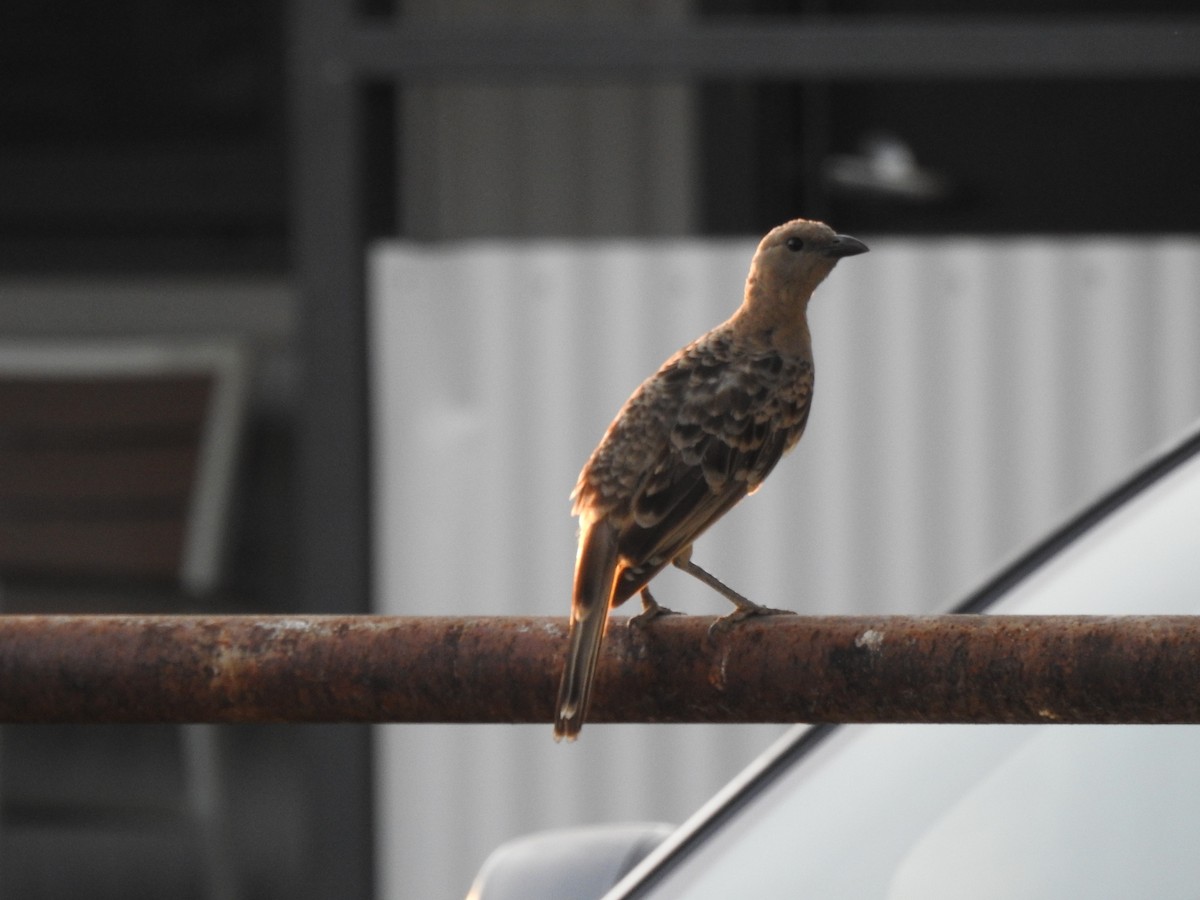 Great Bowerbird - ML612976845